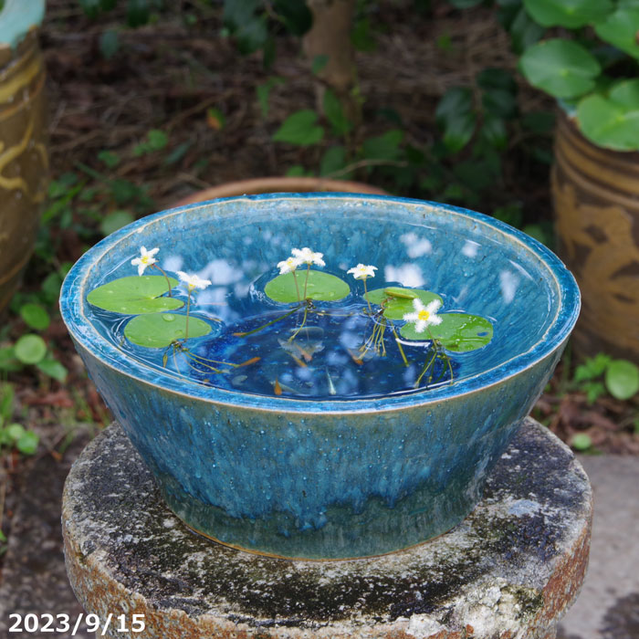 睡蓮鉢 陶器製 アンティーク 大型 水鉢 最新 火鉢 メダカ鉢 金 睡蓮鉢