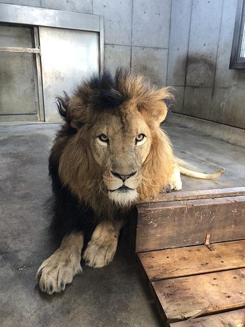 ライオンの「リアン」について｜動物たちのおはなし｜公園だより｜到津