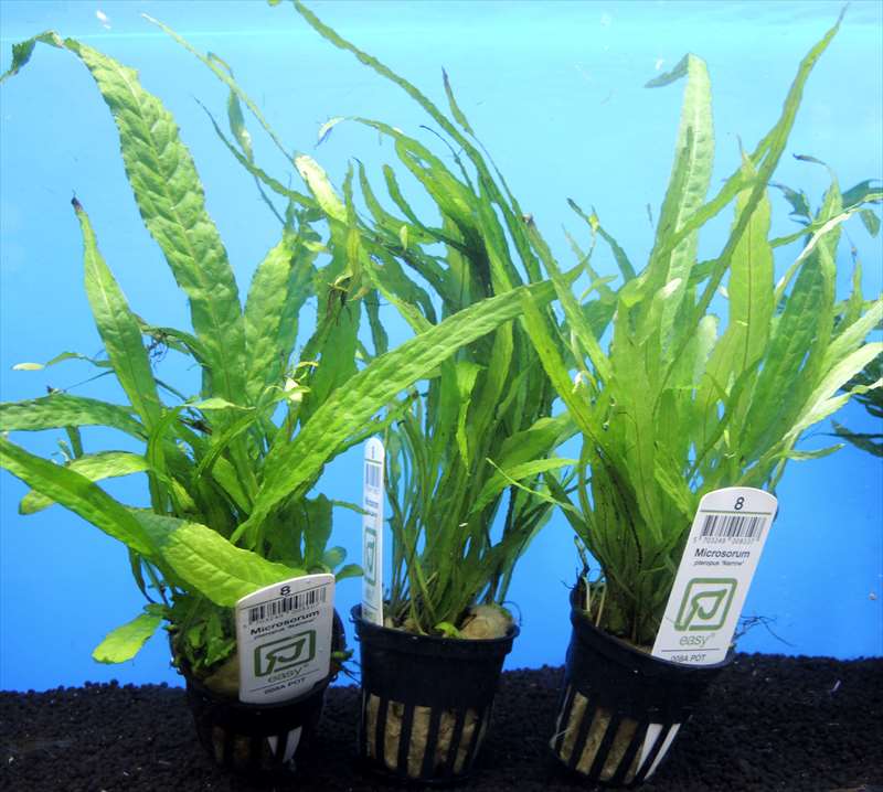 ミクロソリウム ナローリーフ 超大株 M109806298最 安 価格