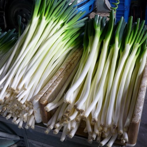 雪中軟白ねぎ 12袋 2月上旬頃から発送: JA鶴岡|【JAタウン】産地直送