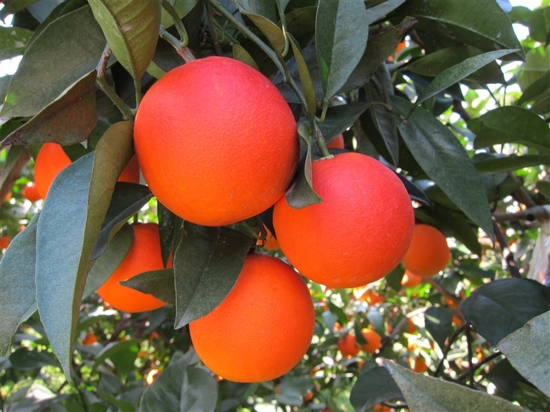 ②ブラッドオレンジジュース 2本入り（720ml×2本）JAえひめ南