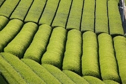 エーコープ 煎茶 白楽 100g×6袋: エーコープのお店|【JAタウン】産地