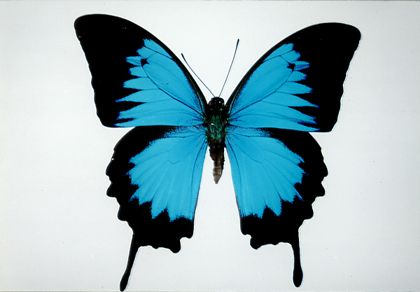 コエポン】オオルリアゲハ【変異型2種】 コエポン】オオルリアゲハ