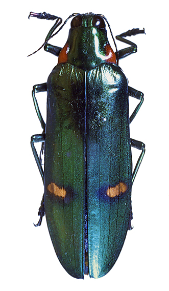 カミキリムシなどその他甲虫の仲間／世界の珍奇・美麗昆虫 -- 公益社団