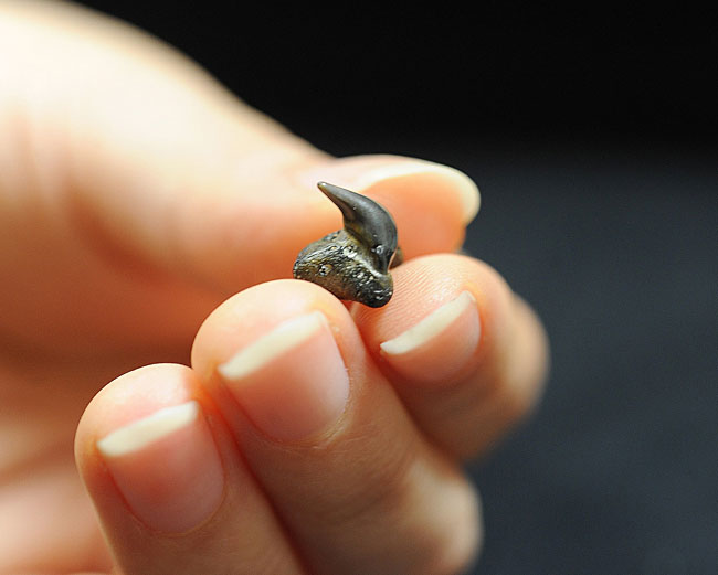 沖縄本島で見つかったメガマウスの歯…：深海の巨大ザメ「メガマウス