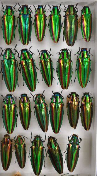 画像・写真：国立科学博物館標本資料センター(57/68)：時事ドットコム b*a