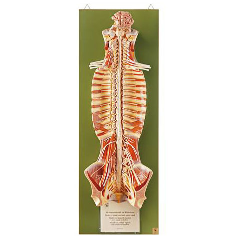 人体模型 脊髄/脊髄管模型 ソムソ社