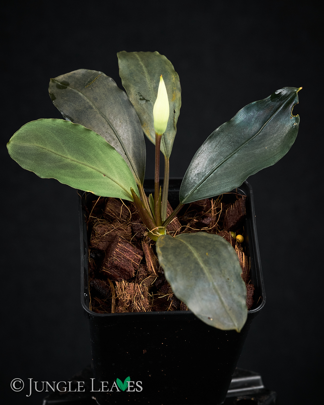 Bucephalandra akantha 'Pearl Grey' 19,99€ - Jungle Leaves