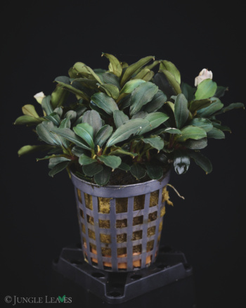 Bucephalandra sp. 'Theia' - Jungle Leaves