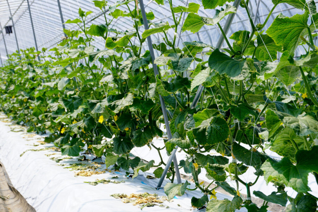 根っからのきゅうり 300g | 坂ノ途中 | サステナブルな有機野菜と食品通販