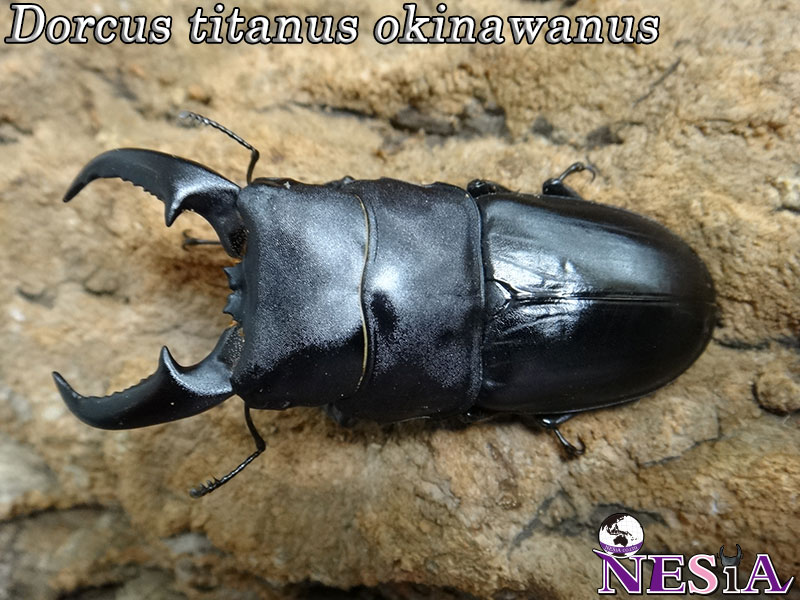 NESiA ONLINE SHOP / 【成虫ペア】オキナワヒラタクワガタ【沖縄諸島