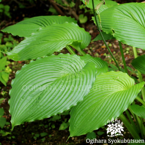 ギボウシ(ホスタ) 'ナイアガラ フォールズ'｜おぎはら植物園