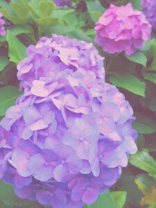 浜口陽三 ロビーナのさくらんぼ | 絵画など美術品の販売と買取 | 東京