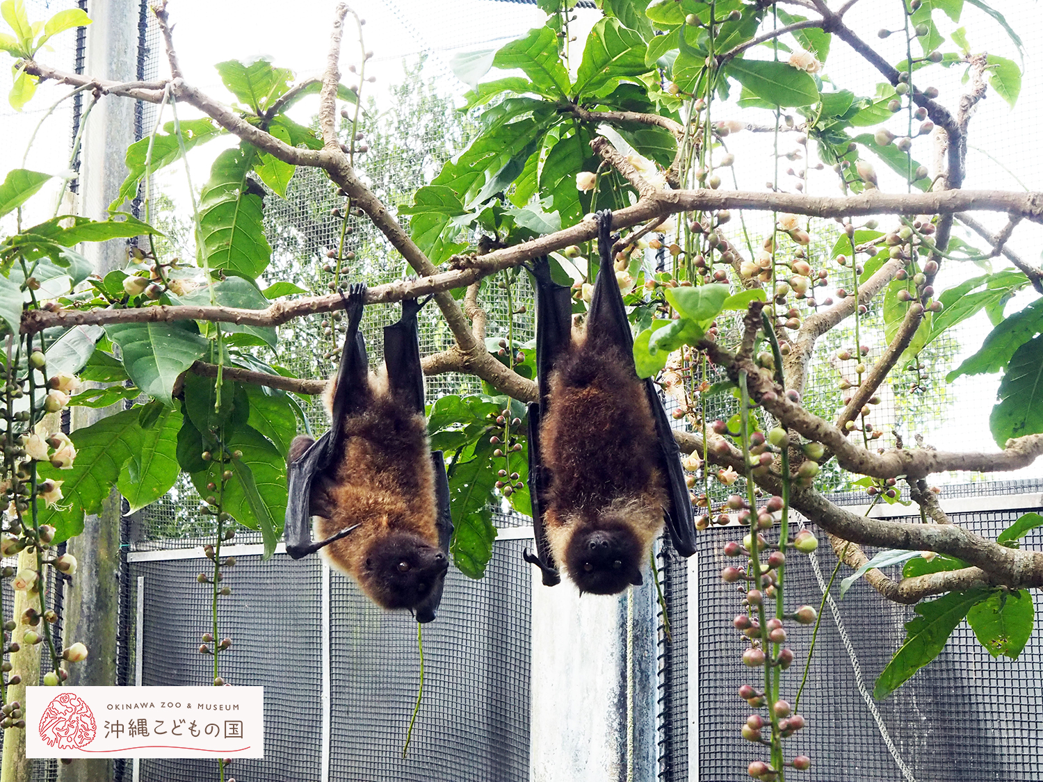 オリイオオコウモリ | 沖縄こどもの国 - Okinawa Zoo & Museum