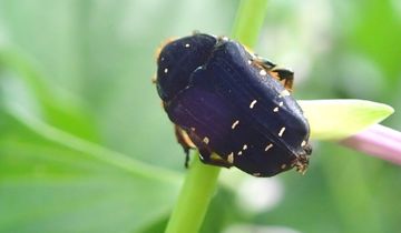 アオハナムグリ島前亜種 | 隠岐の宝物たち・ジオパークサイト一覧