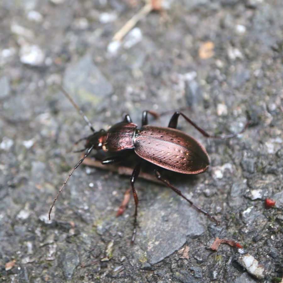 オキオサムシ | 隠岐の宝物たち・ジオパークサイト一覧 | Oki Islands