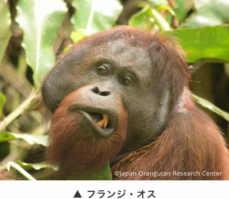 オランウータンについて｜日本オランウータン・リサーチセンター（通称