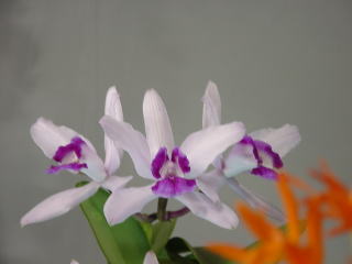 世界らん展日本大賞2003 原種カトレア Japan Grand Prix