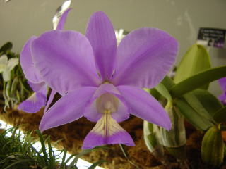 世界らん展日本大賞2003 原種カトレア Japan Grand Prix