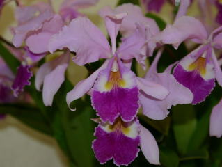 世界のらん展 ワールド・オーキッド・フェア2004 カトレヤ原種