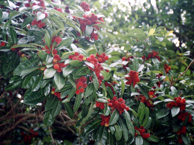 やまもも（山桃）ズイコウ、広東、亀蔵、中山など | オレンジハートの