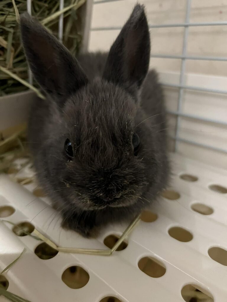 うさぎどしだよ！全員集合～♪うさぎ入荷しました。 | 広島初の