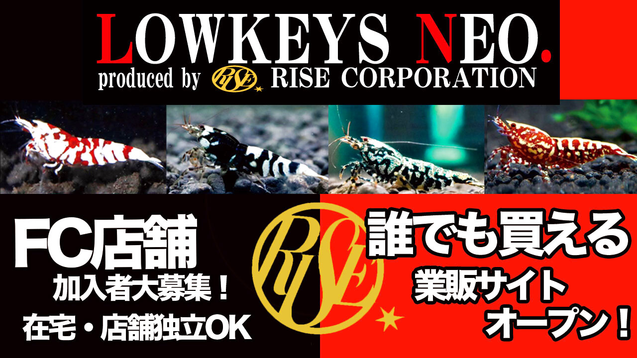 シュリンプ 通販 lowkeysNeo