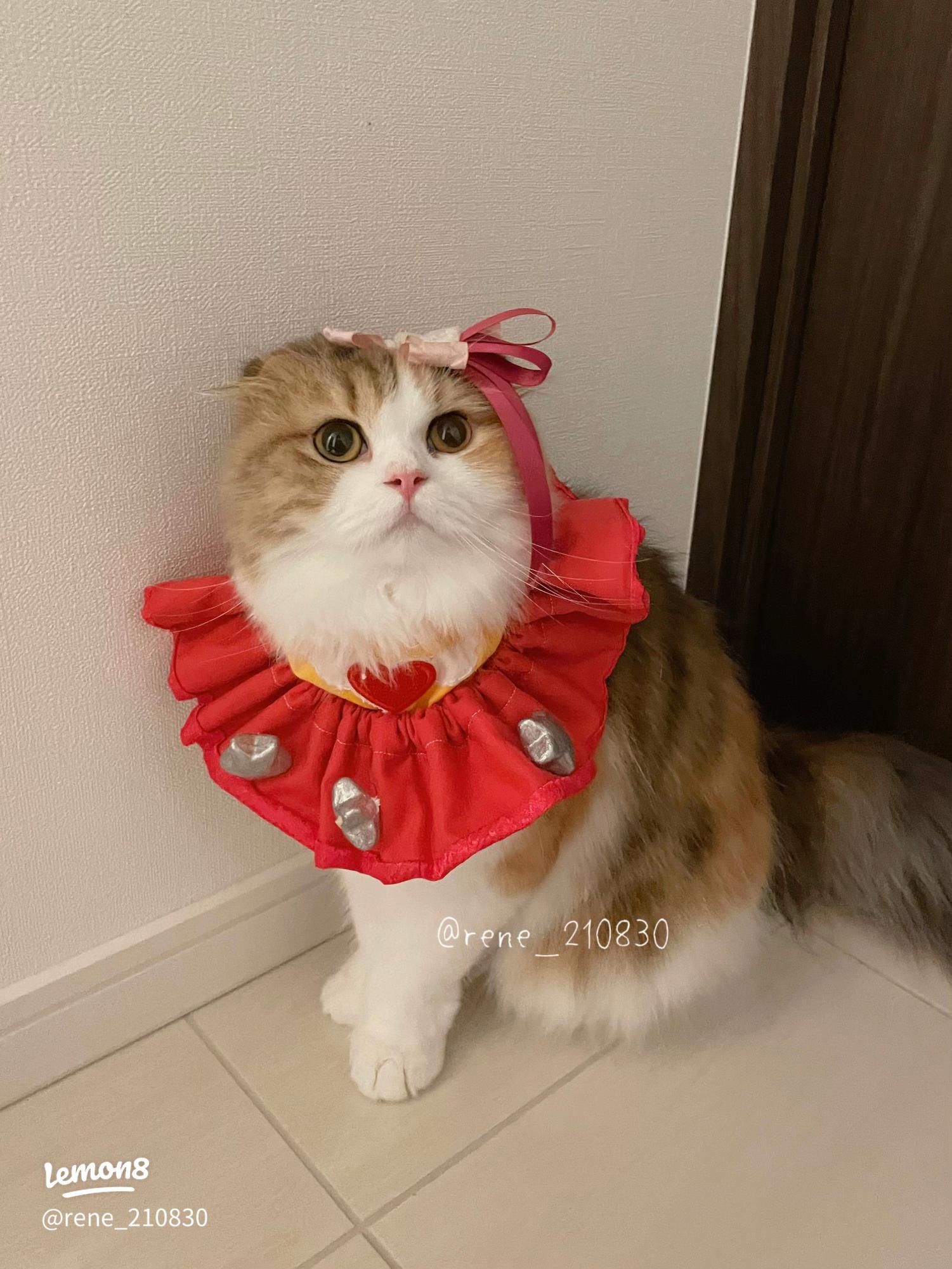 幅広シュシュ、ハロウィン(ブラック)わんちゃん猫ちゃん用 ハロウィン