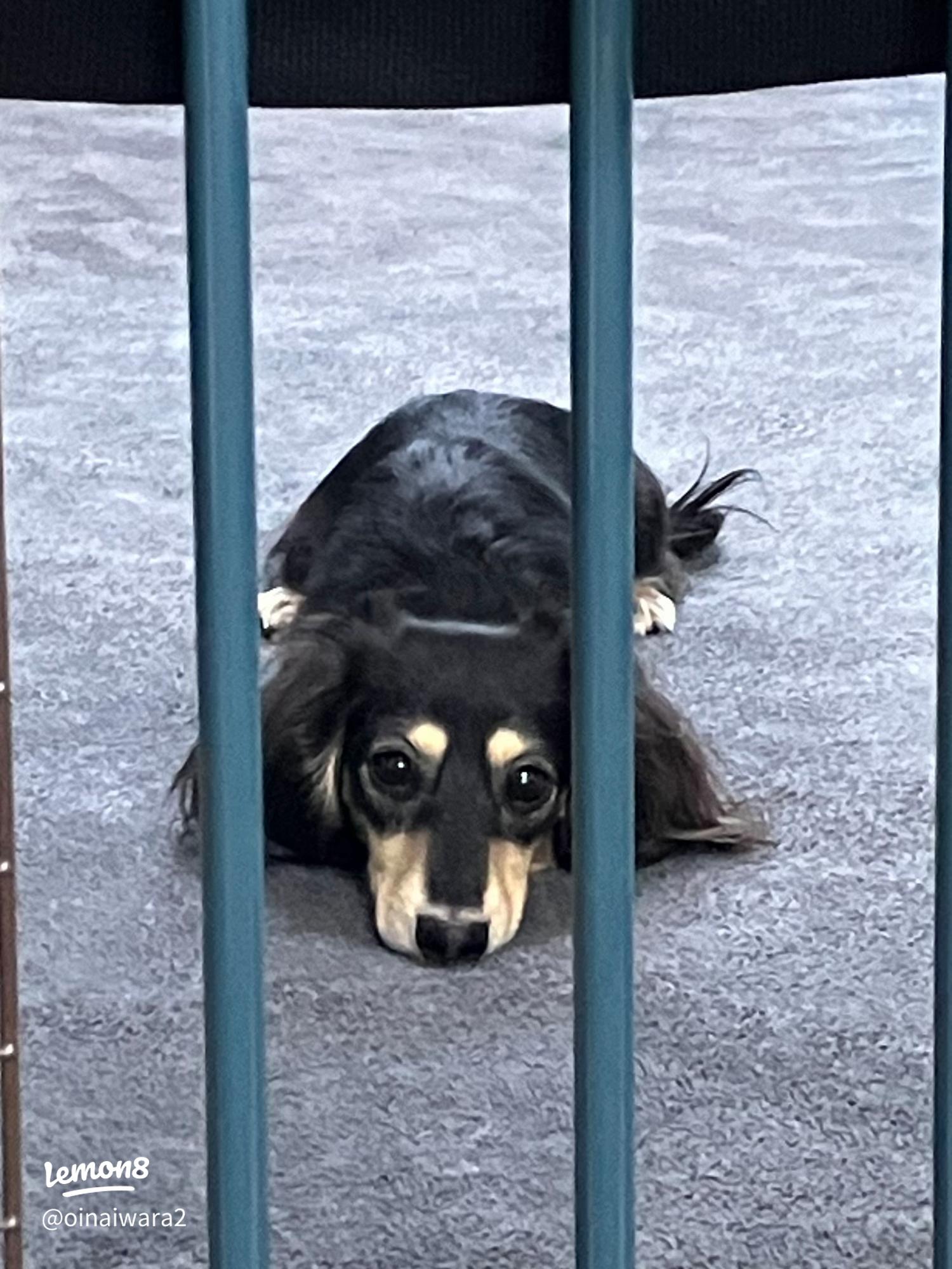 行って帰る君] ペットドア ペット スルー新年キャンペーン中 犬と