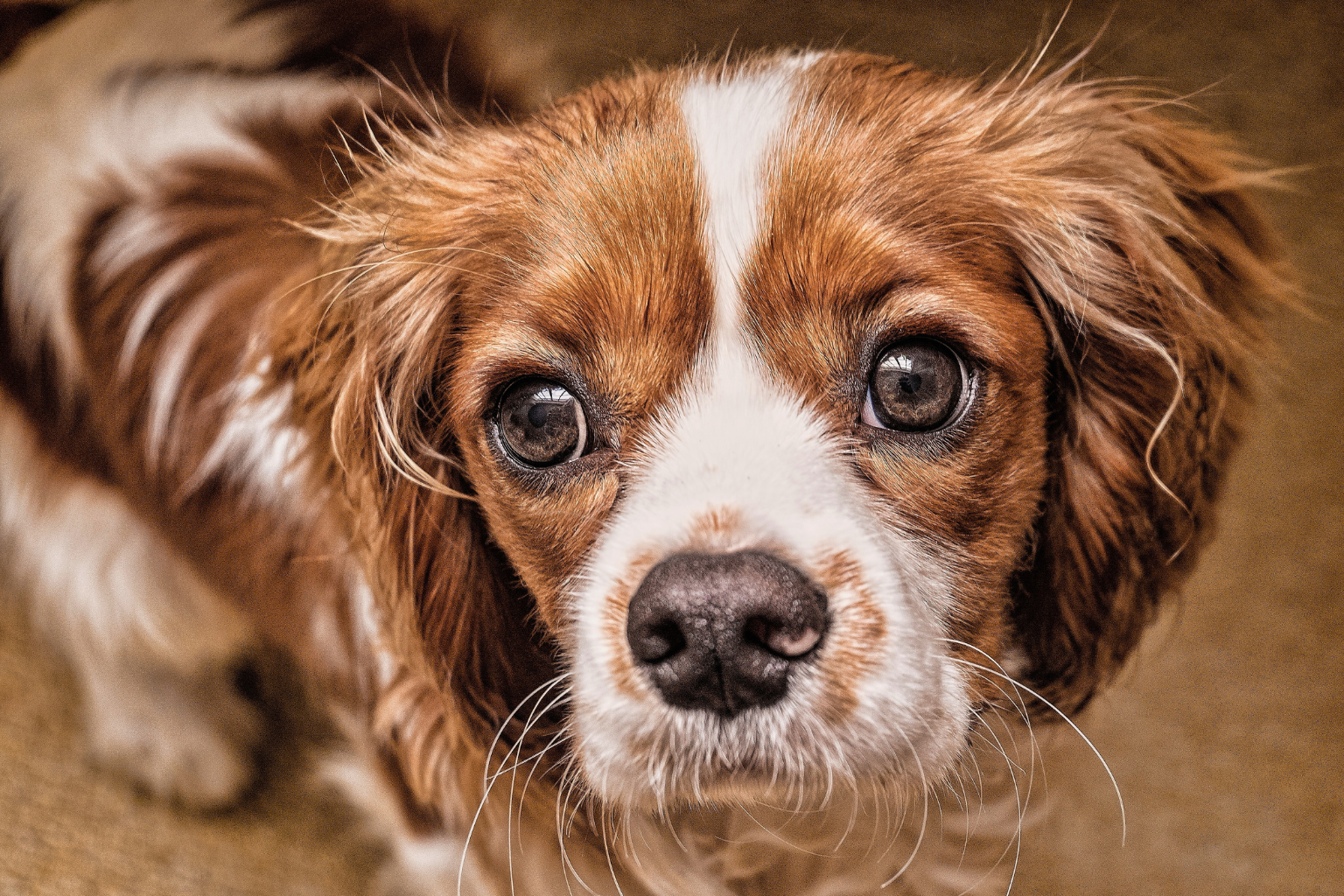 僧帽弁閉鎖不全症／愛犬のシールプリント／ビックリマンシールサイズ程