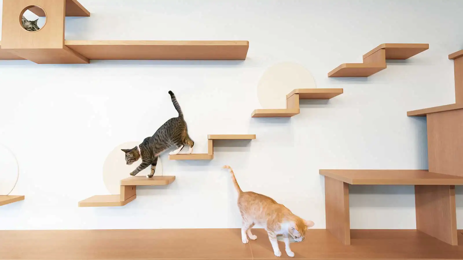 大建工業キャットウォーク＜ねこステップ＞ ｜ マンションの新築