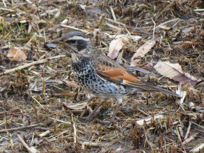 ツグミ – Machi Eco – まちエコ –