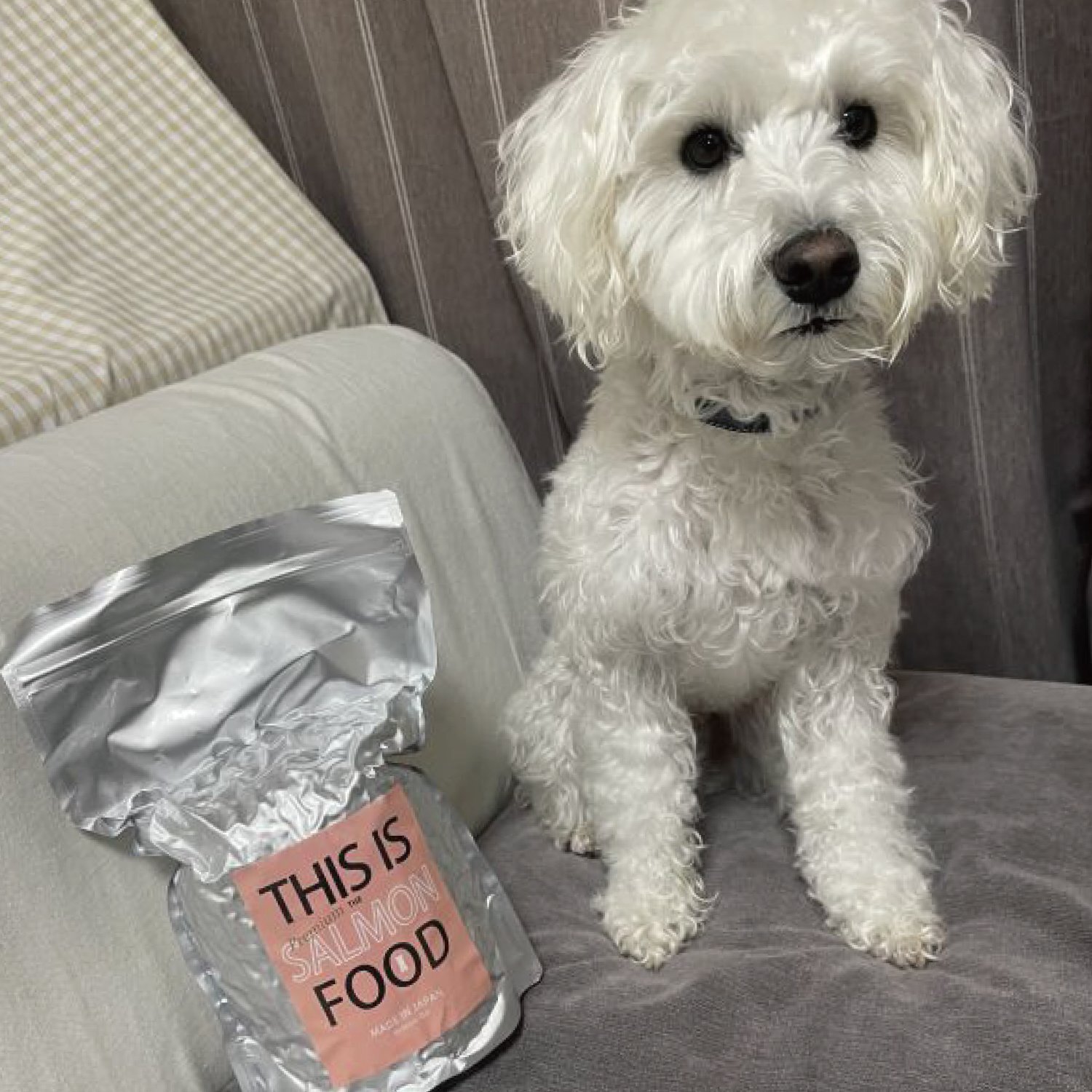 シュナウザー・テリア専用フードショップ【限定サーモン】ドッグフード