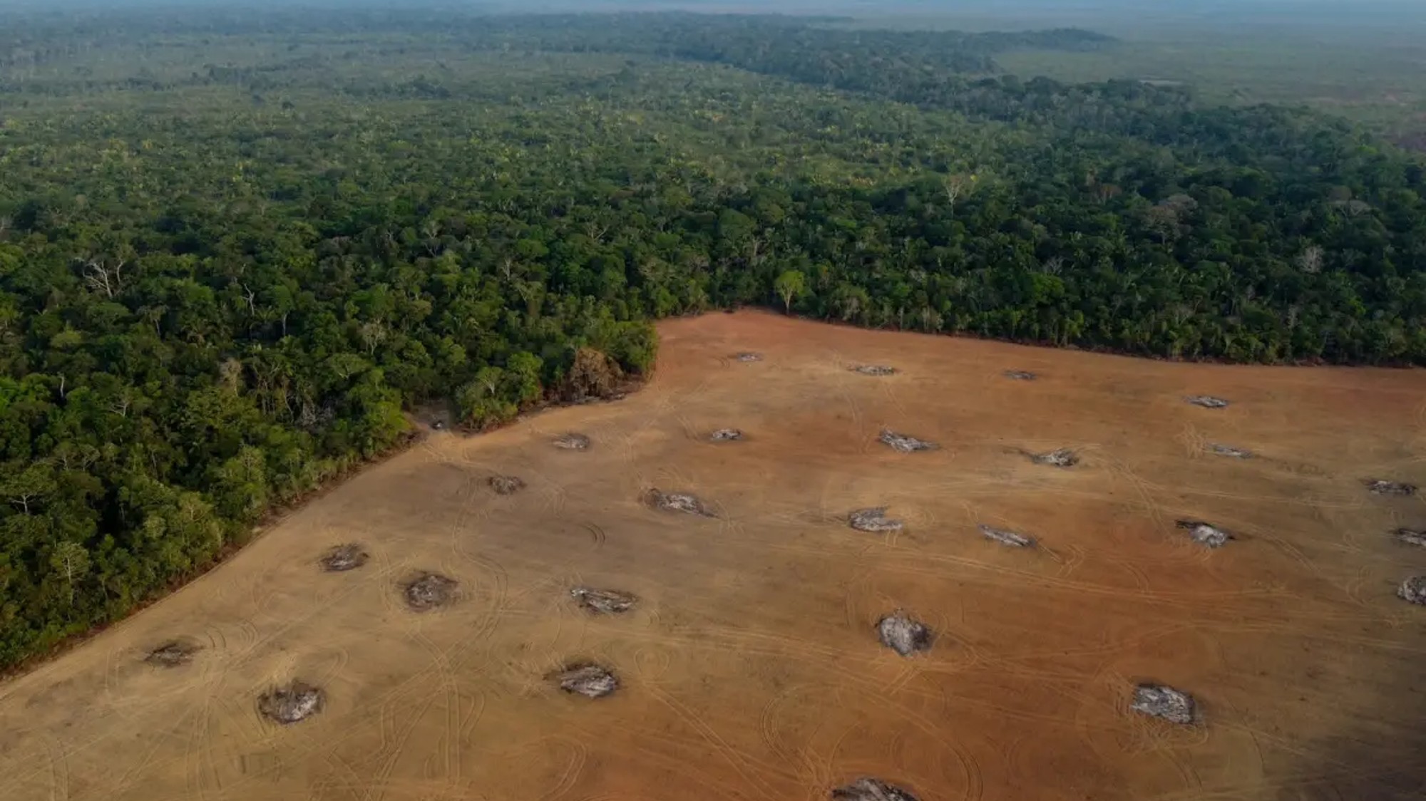 The Best Way to Restore a Rainforest Is Simply to Leave It Be