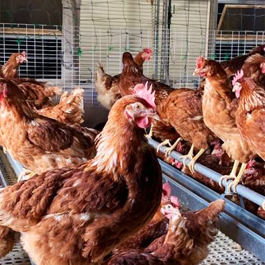 白老たまごの里 マザーズ ｜ 北海道種鶏農場