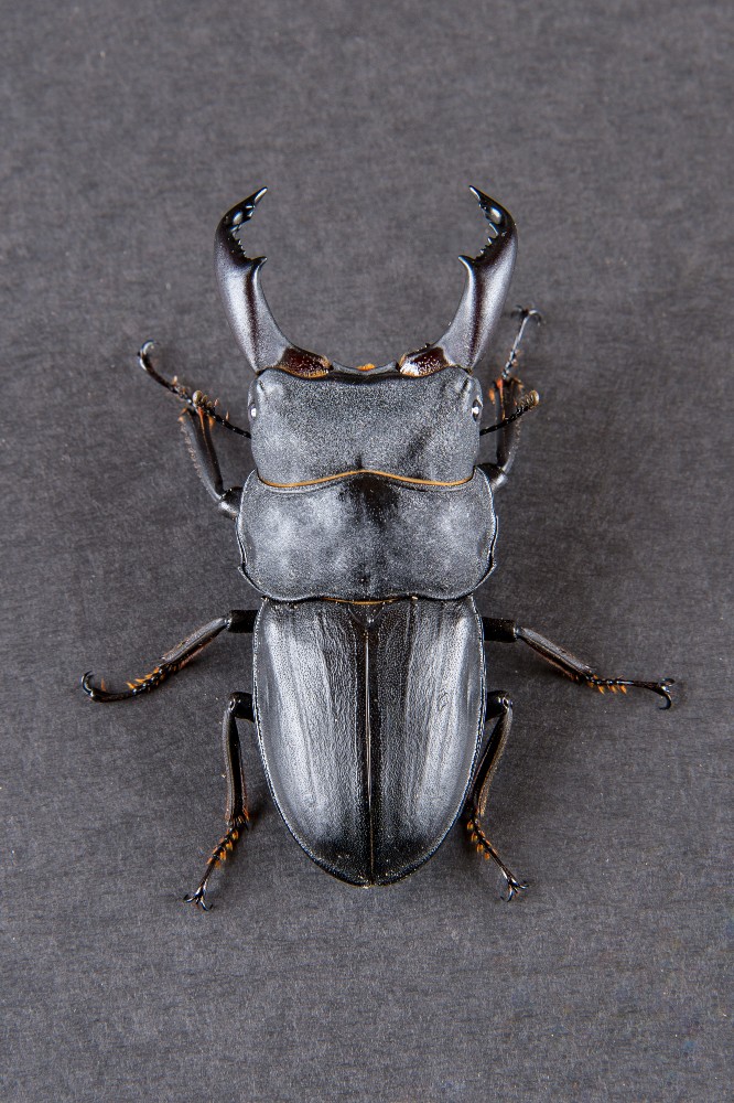 クワガタ各種｜オオクワガタ・ヒラタクワガタ｜マツノインセクト