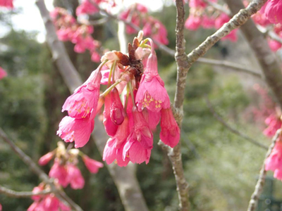 見ごろの植物を更新しました｜ 高知県立牧野植物園 THE KOCHI