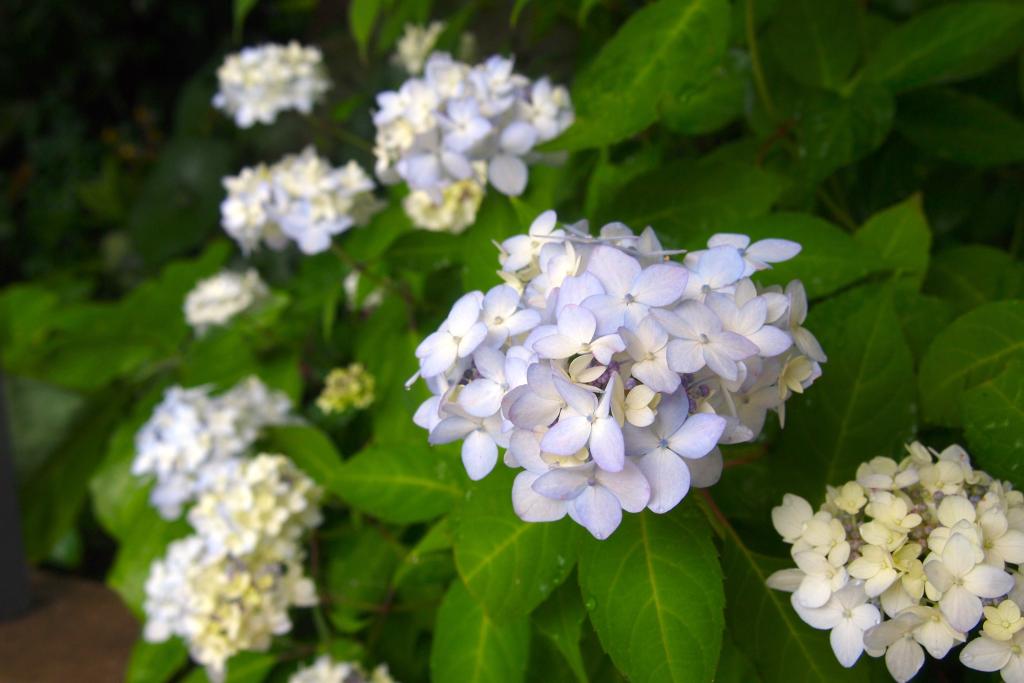 あじさい散歩｜ 高知県立牧野植物園 THE KOCHI PREFECTURAL MAKINO