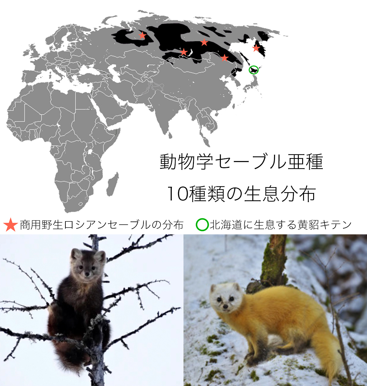 動物 飼育ロシアンセーブルの歴史 | モーダdeマコス