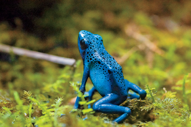 体験型動物園iZoo&体感型カエル館KawaZooを体験！河津の2大スポットを