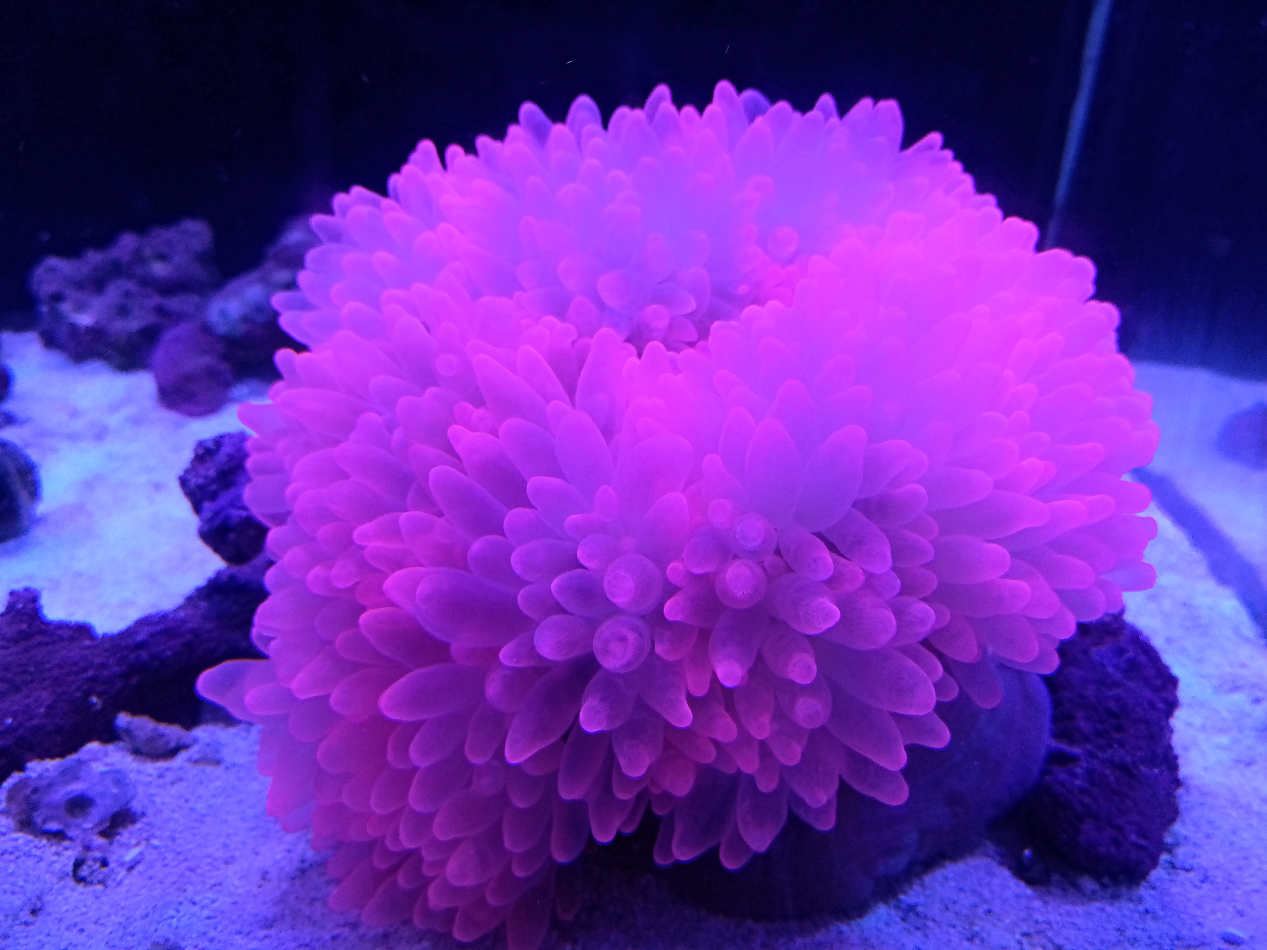 入荷稀☆極美S級スーパーレッドサンゴイソギンチャク