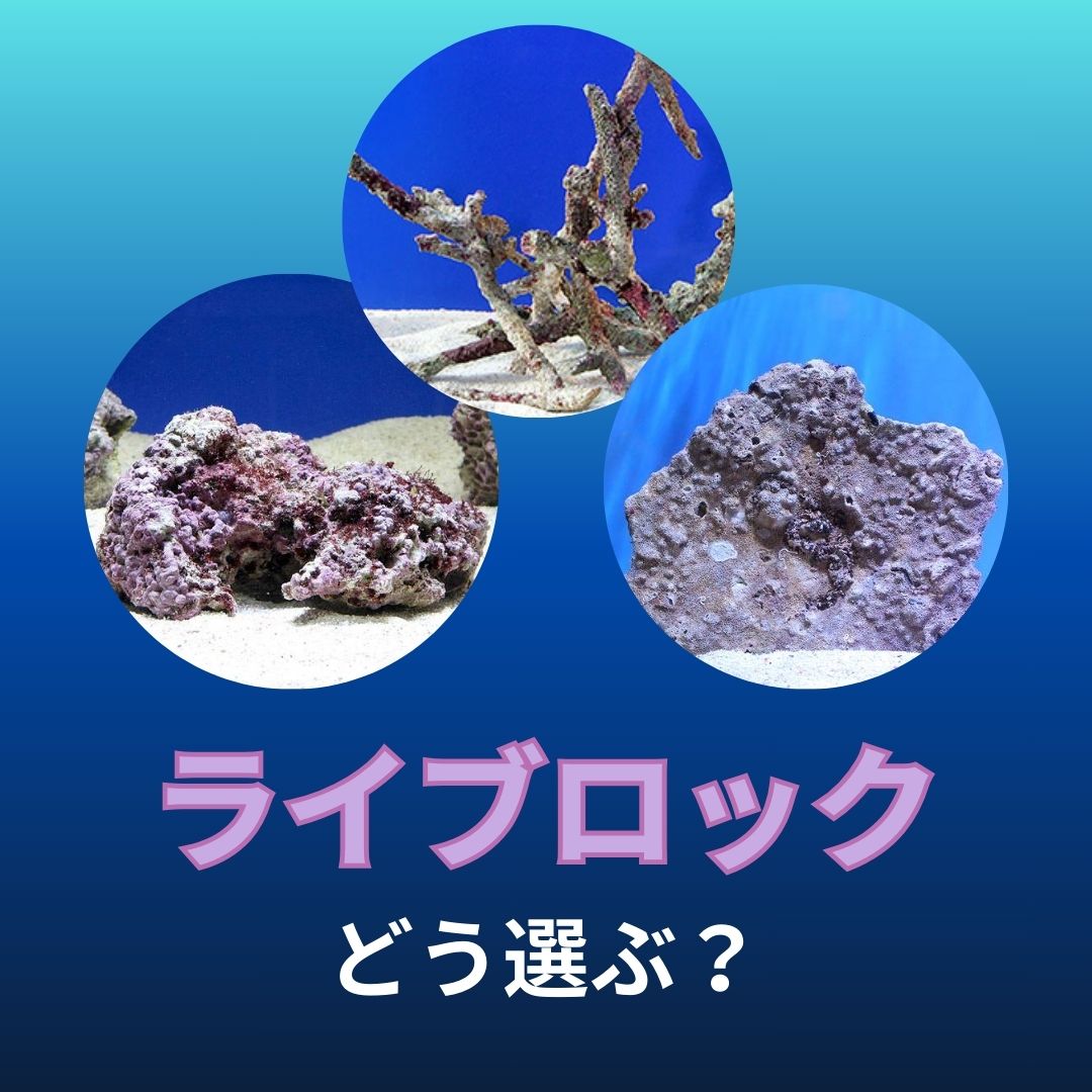 ライブロックの選び方 必要量とカタチのあれこれ | AQUALASSIC