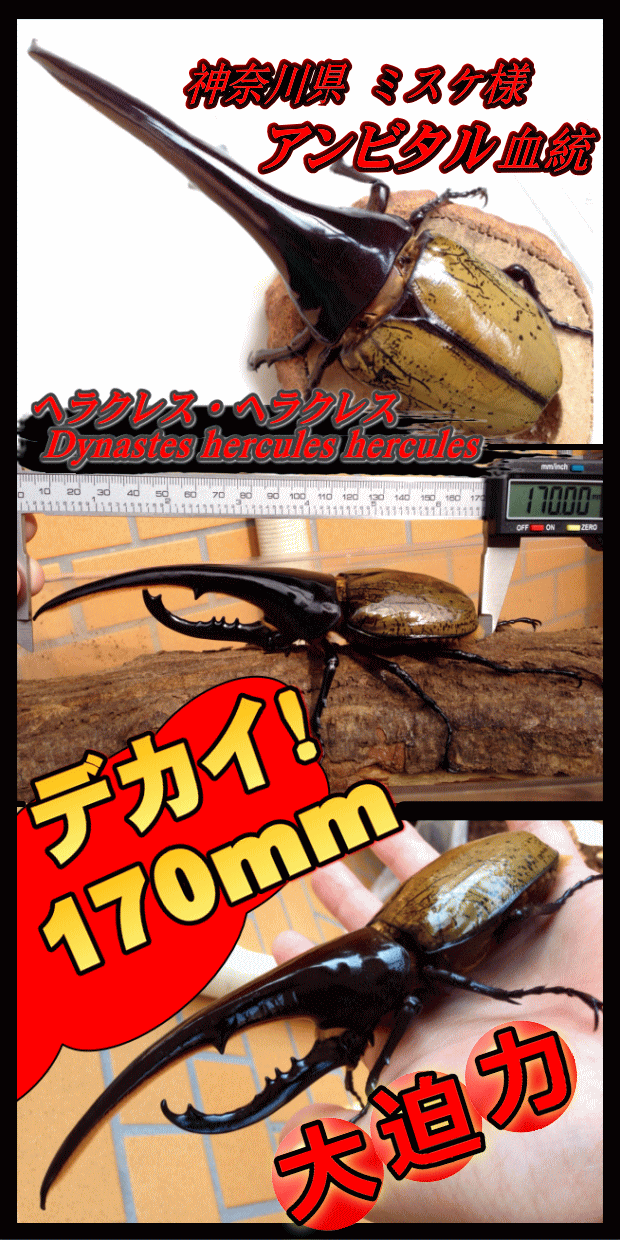 送料無料！マスターズBeetleマット 60L×1袋 ヘラクレス170mmの実績