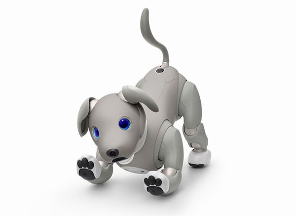アイボ、2021年限定カラーモデルとして「aibo 黒ごま エディション