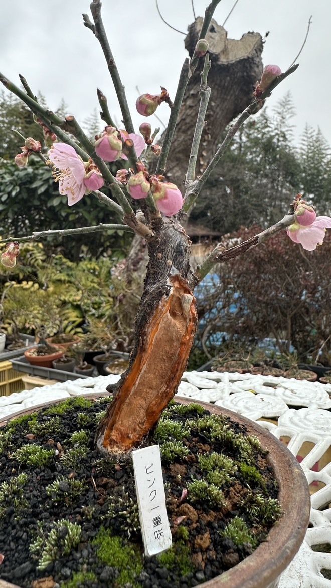 八方青花亭台楼高足鉢 盆栽鉢 植木鉢 多肉植物鉢 小品盆栽鉢 山野草鉢