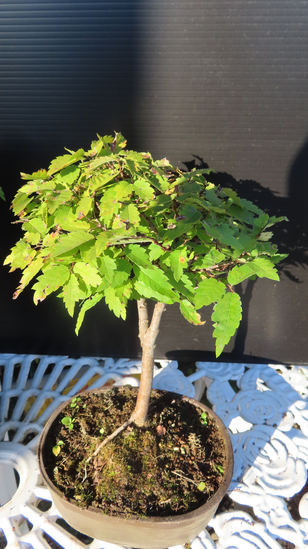 宜興紫砂鉢 盆栽鉢 植木鉢 つり蘭の鉢 80年代 早期物C5F 宜興