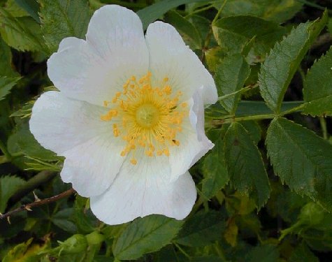 ロザ カニーナ Rosa Canina