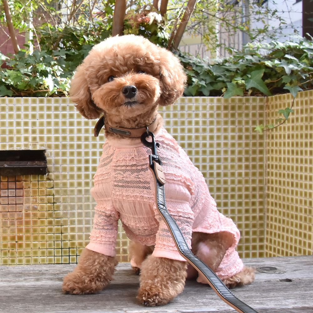 犬服 ラグラン(S) ꒡̈⃝Lily꒡̈⃝ハンドメイド 値下げしました 犬服