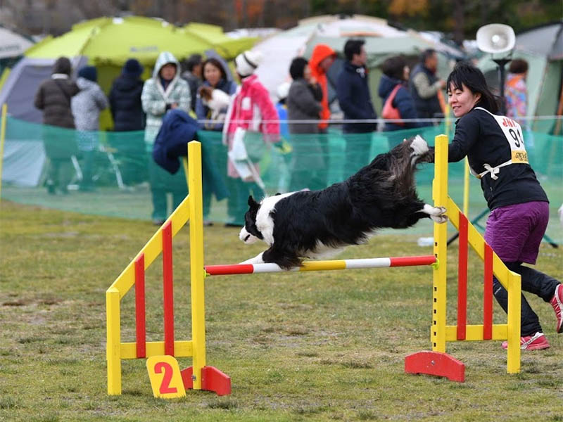 ドッグスポーツを楽しもう | 動物病院取扱いサプリメント。ミネルヴァ