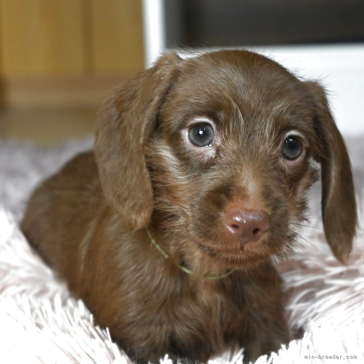 ドッグトルソー ダックス チョコ色♪ ドッグトルソーダックスチョコ色♪